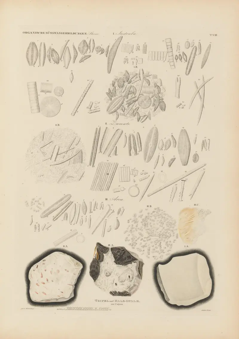 Mikrogeologie Pl.08 av Christian Gottfried Ehrenberg