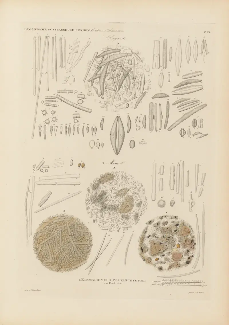 Mikrogeologie Pl.09 av Christian Gottfried Ehrenberg