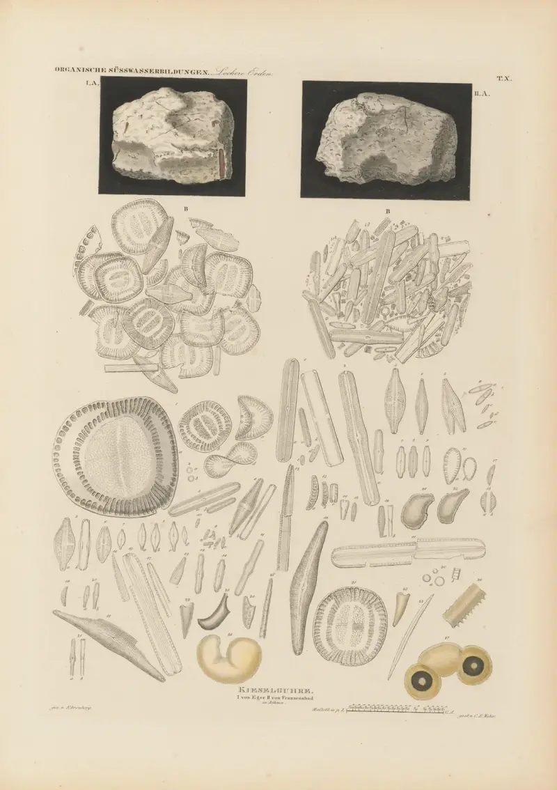 Mikrogeologie Pl.10 av Christian Gottfried Ehrenberg