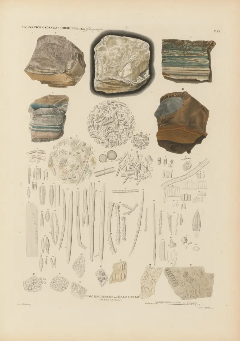Mikrogeologie Taf. 11 von Christian Gottfried Ehrenberg