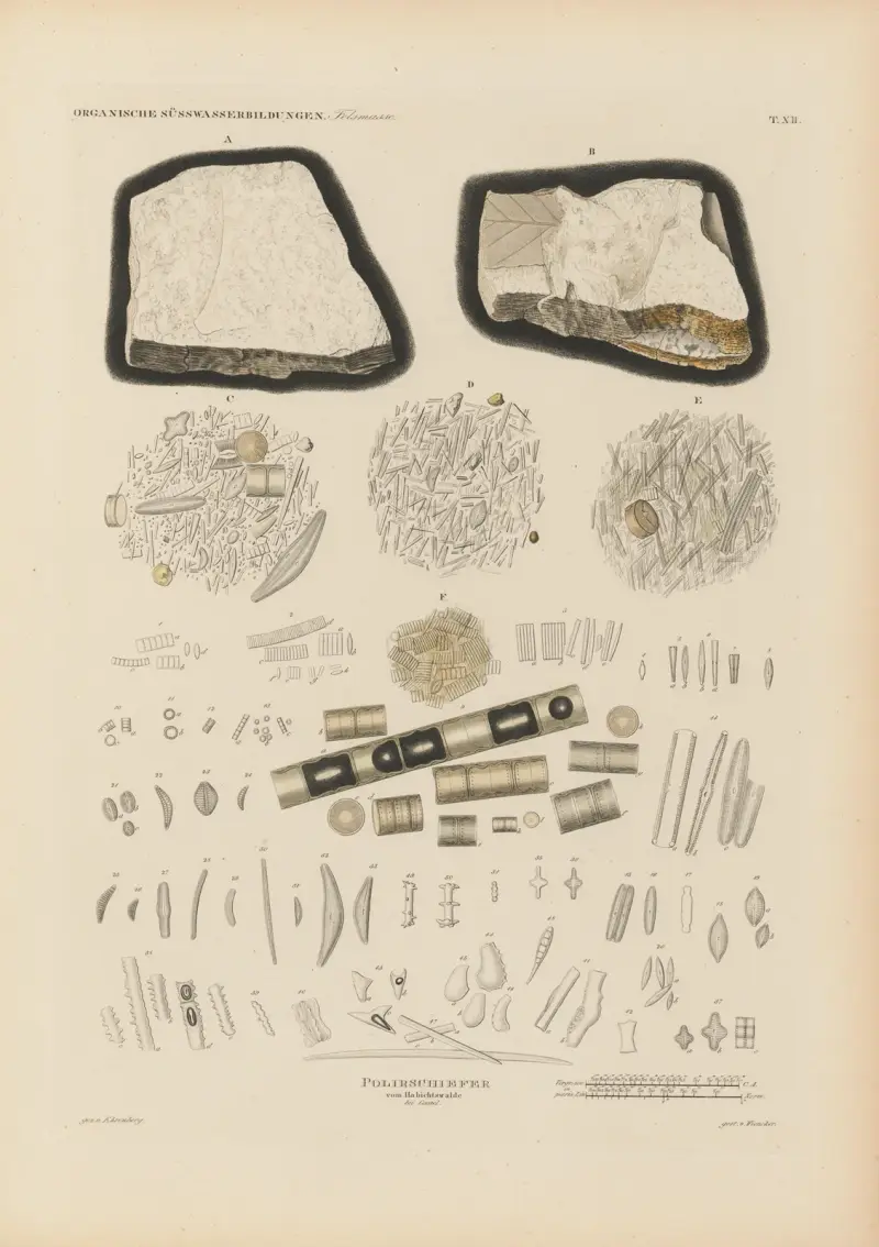 Mikrogeologie Pl.12 av Christian Gottfried Ehrenberg