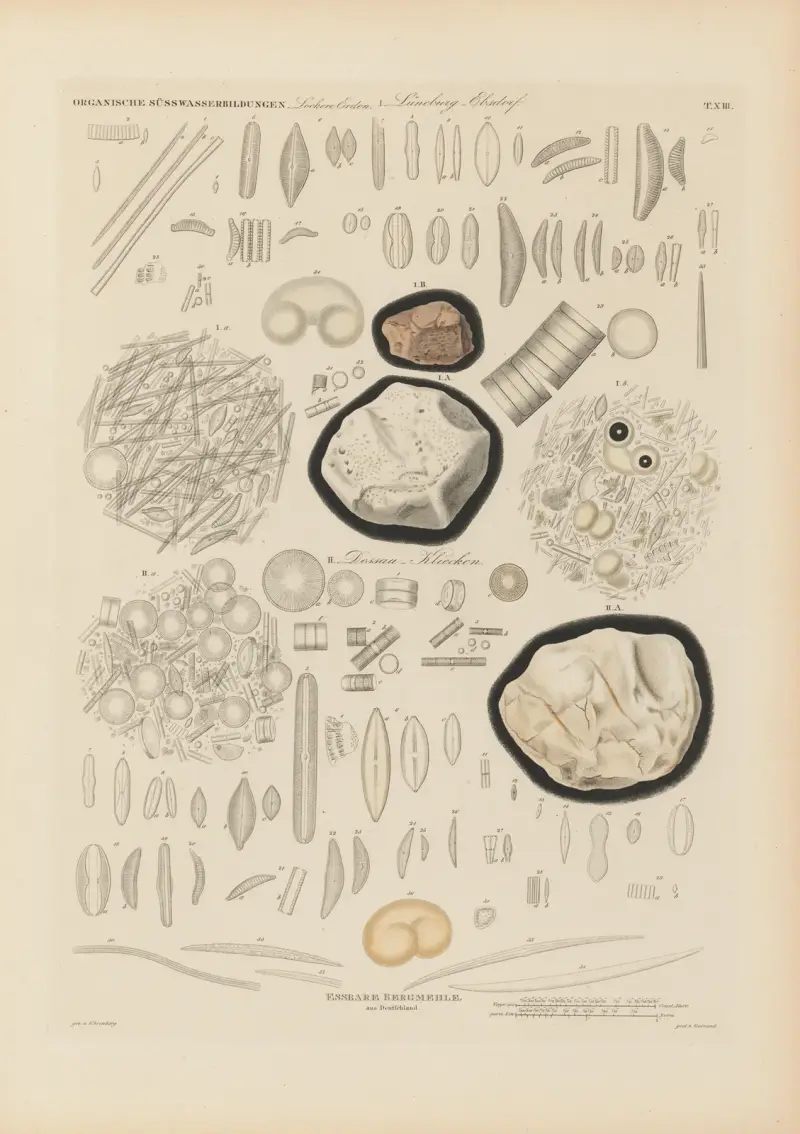 Mikrogeologie Pl.13 av Christian Gottfried Ehrenberg