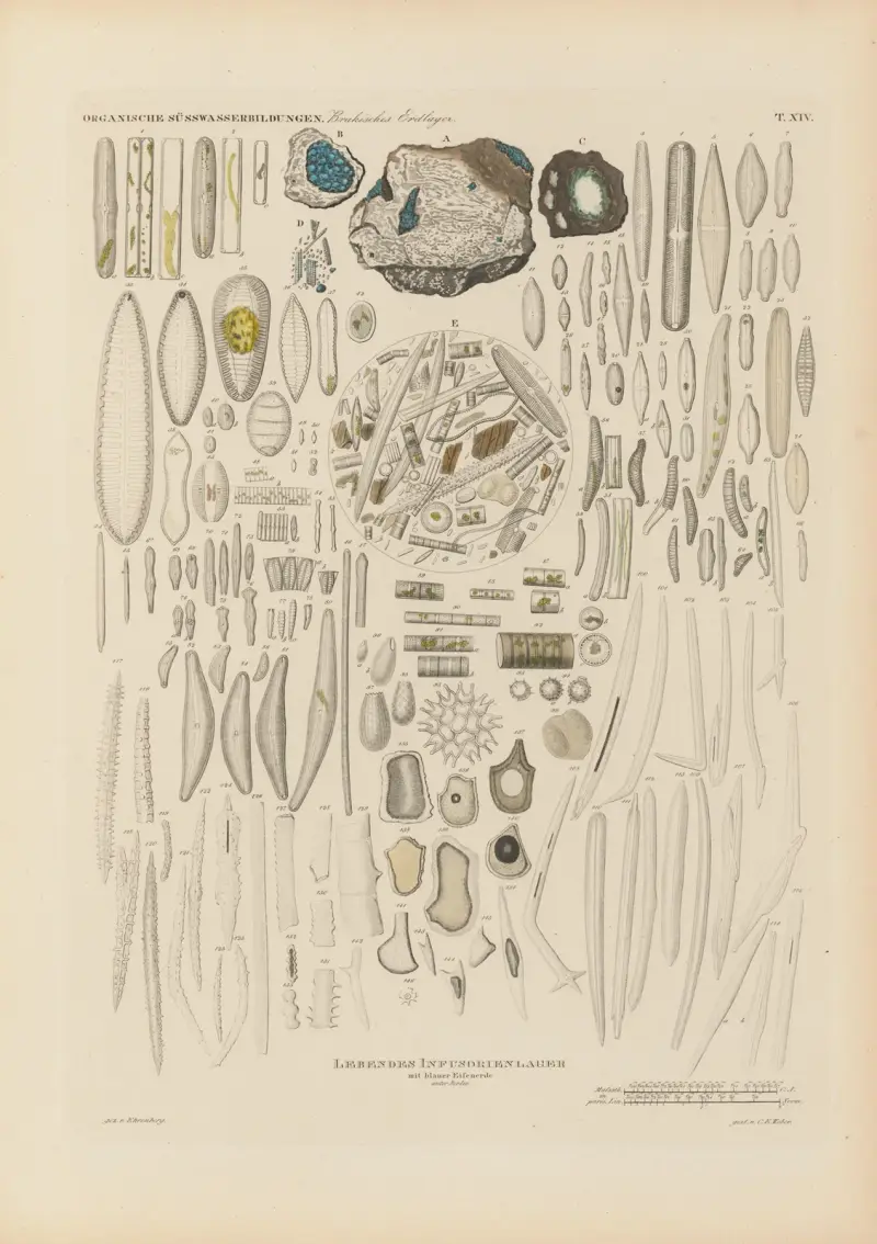 Mikrogeologie Pl.14 av Christian Gottfried Ehrenberg