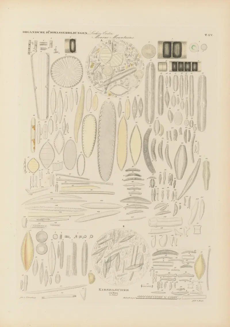 Mikrogeologie Pl.15 av Christian Gottfried Ehrenberg