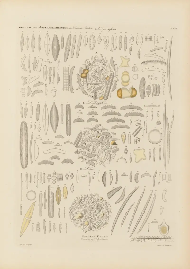 Mikrogeologie Pl.16 av Christian Gottfried Ehrenberg