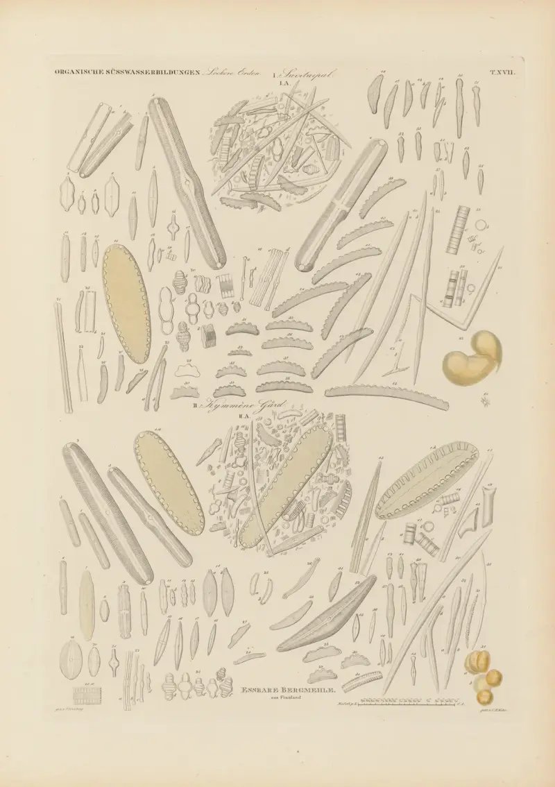 Mikrogeologie Pl.17 av Christian Gottfried Ehrenberg