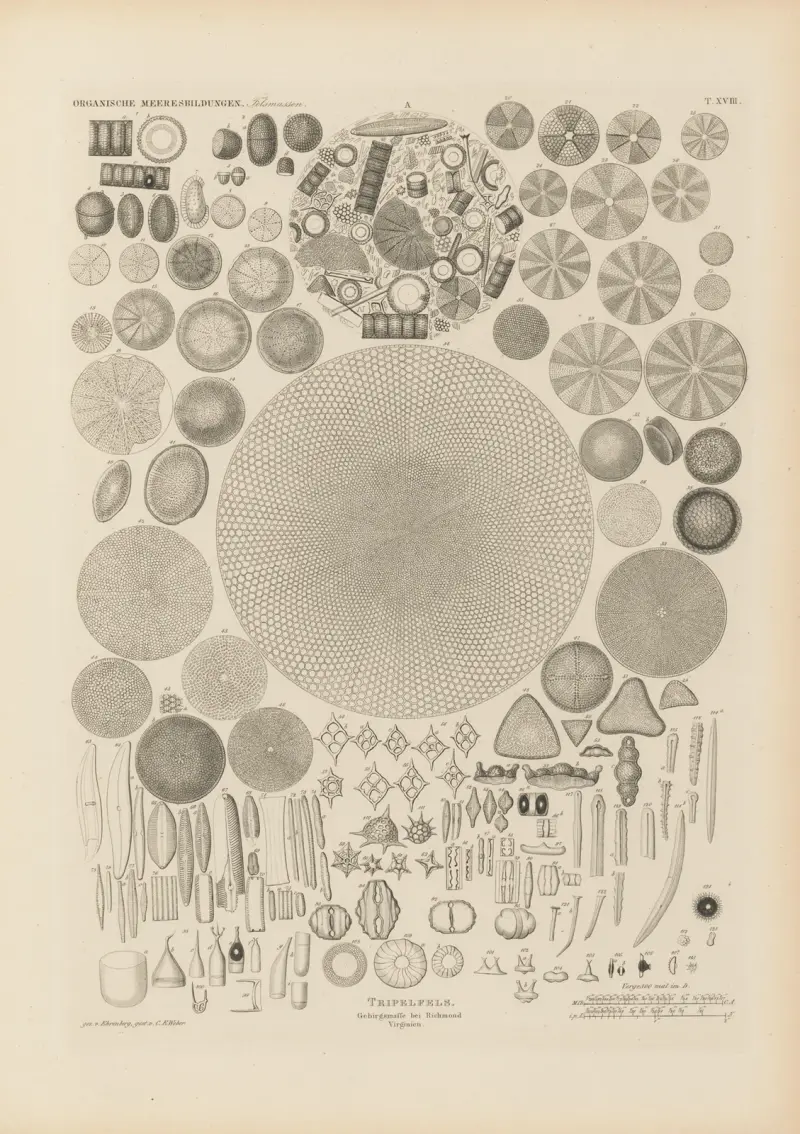 Mikrogeologie Pl.18 av Christian Gottfried Ehrenberg