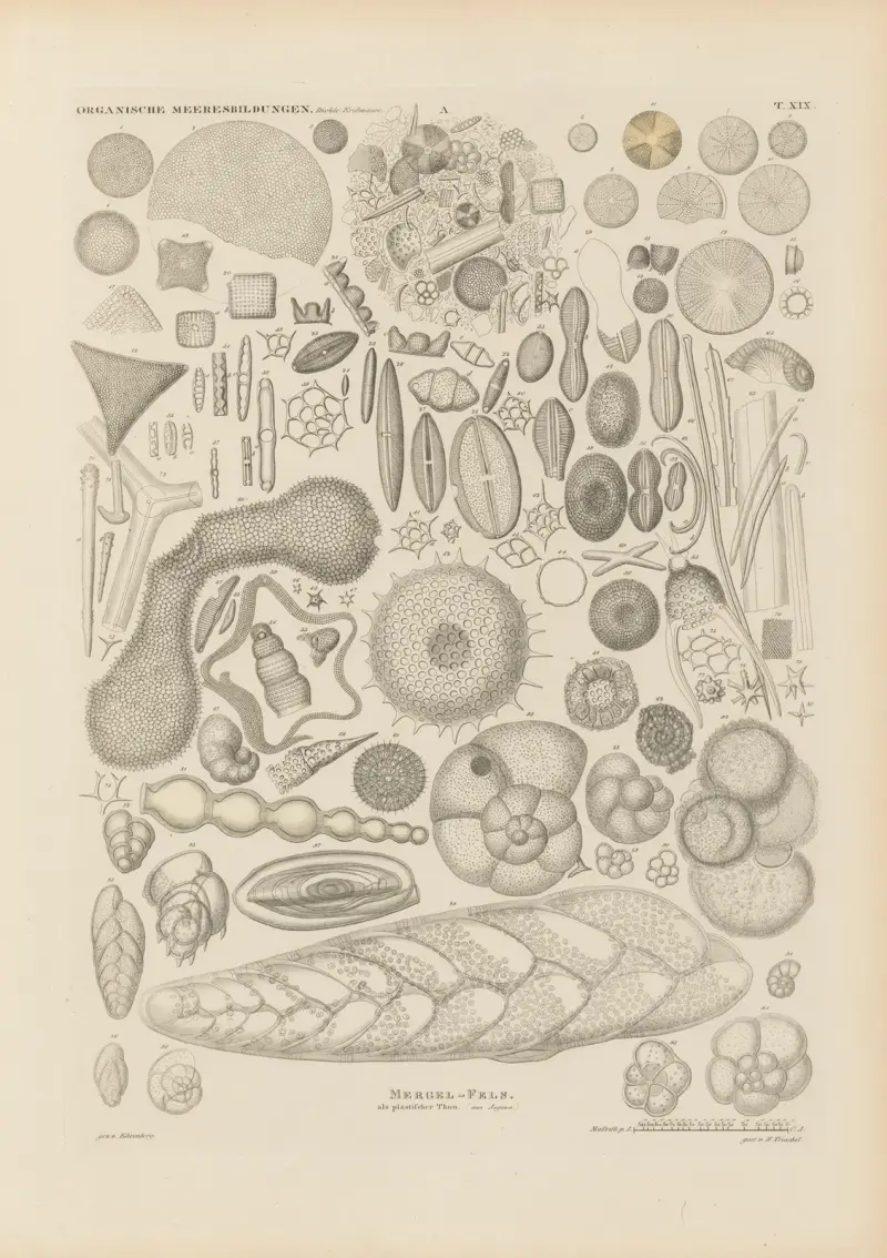 Mikrogeologie Taf. 19 von Christian Gottfried Ehrenberg