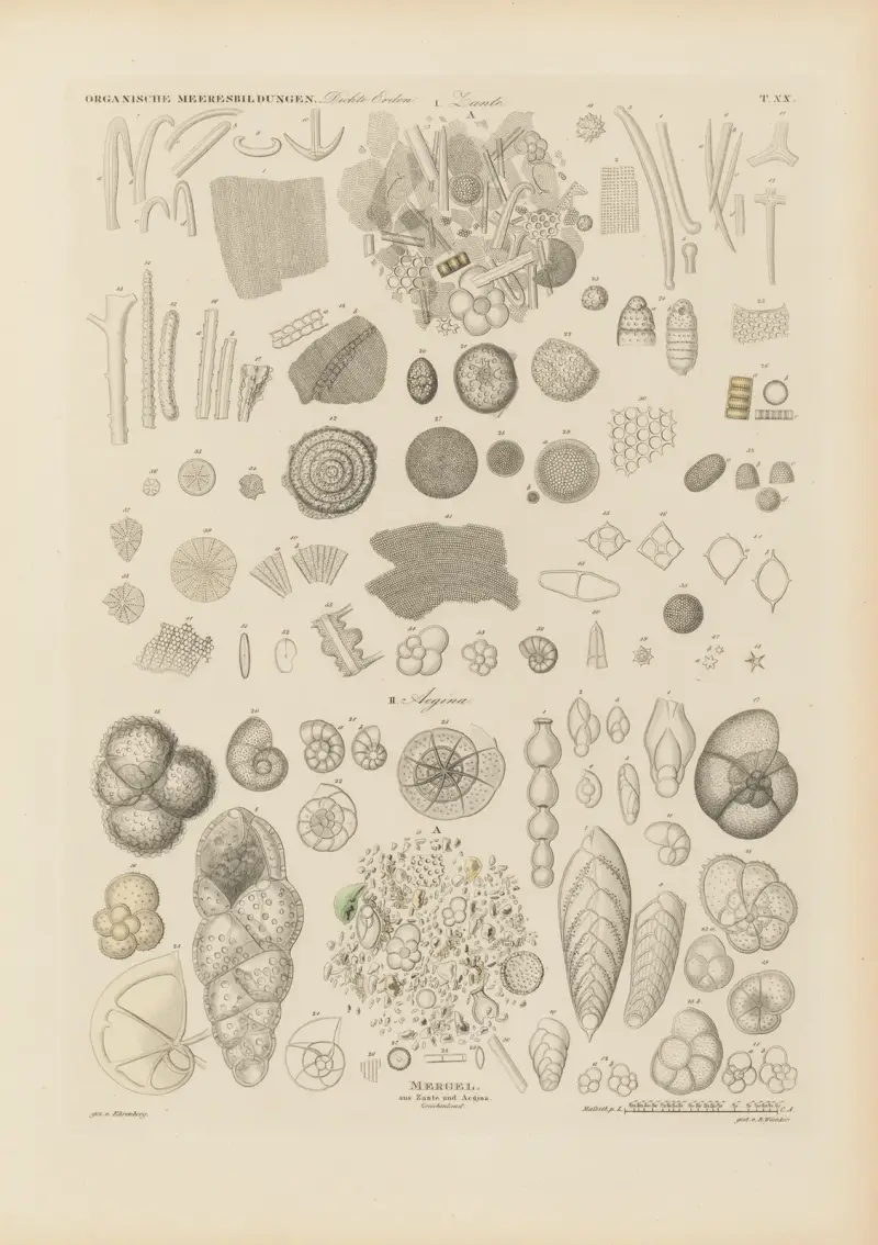 Mikrogeologie Pl.20 av Christian Gottfried Ehrenberg