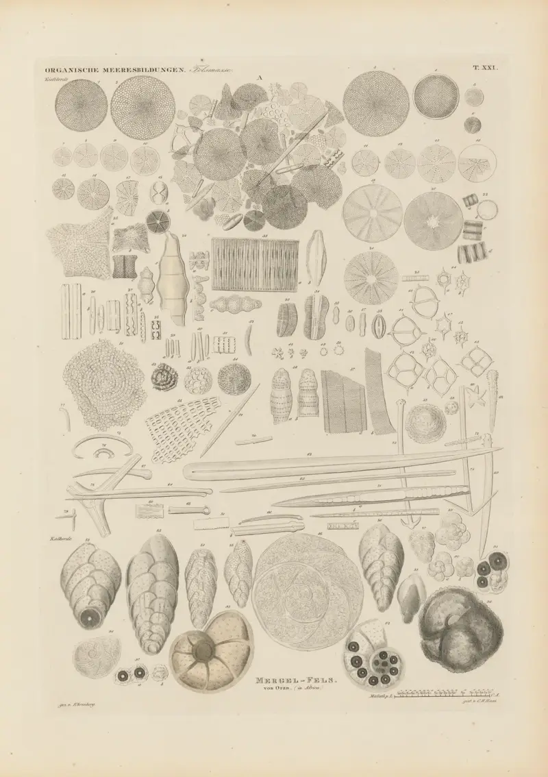 Mikrogeologie pl. 21 av Christian Gottfried Ehrenberg