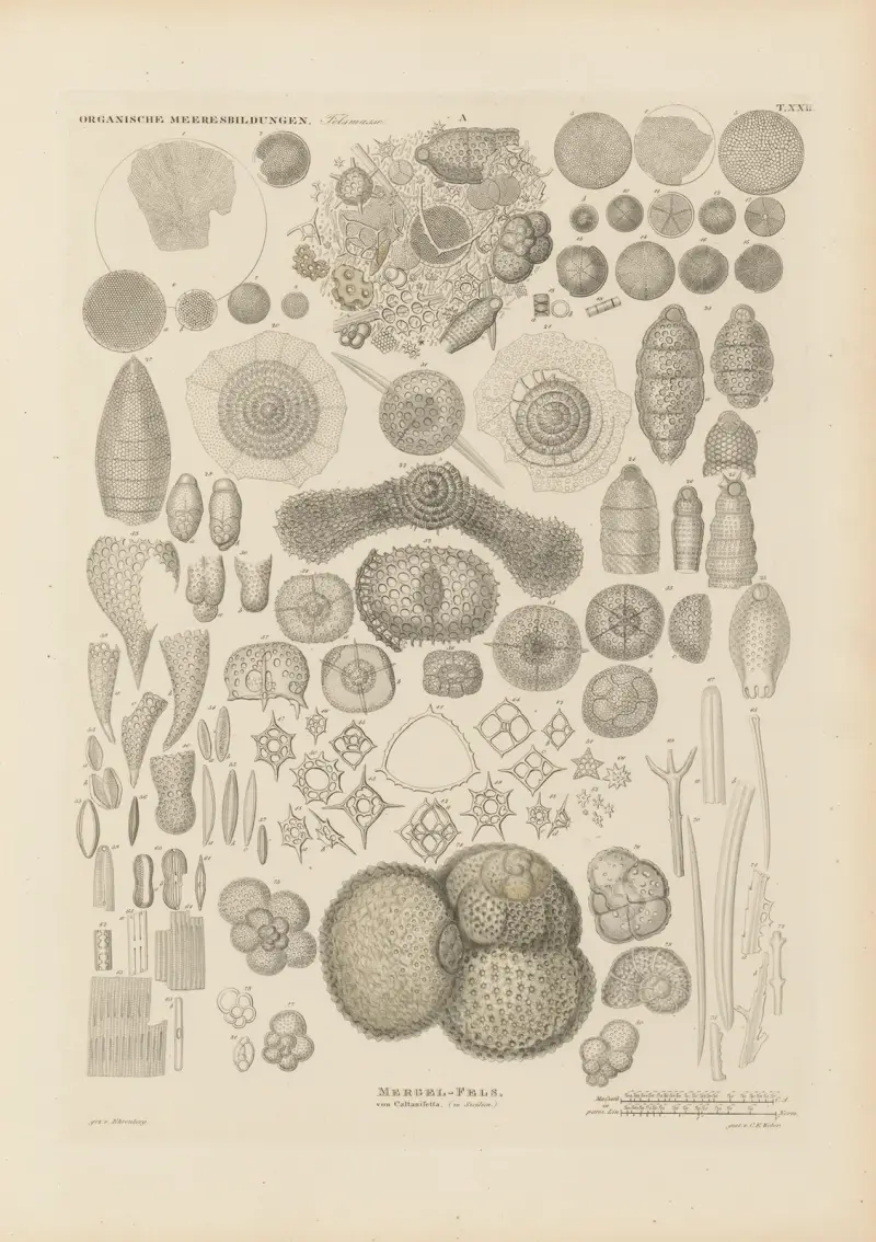 Mikrogeologie Pl.22 av Christian Gottfried Ehrenberg