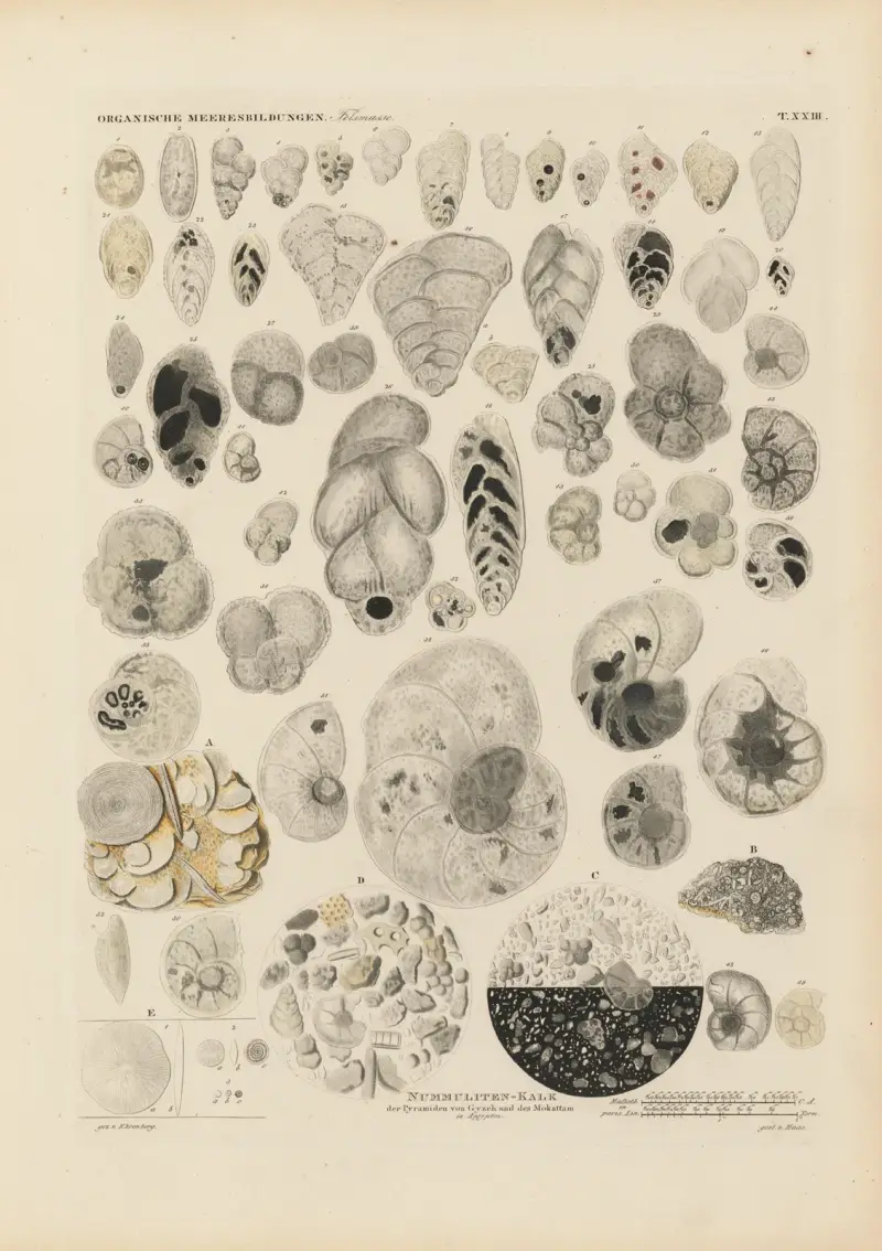 Mikrogeologie Pl.23 av Christian Gottfried Ehrenberg