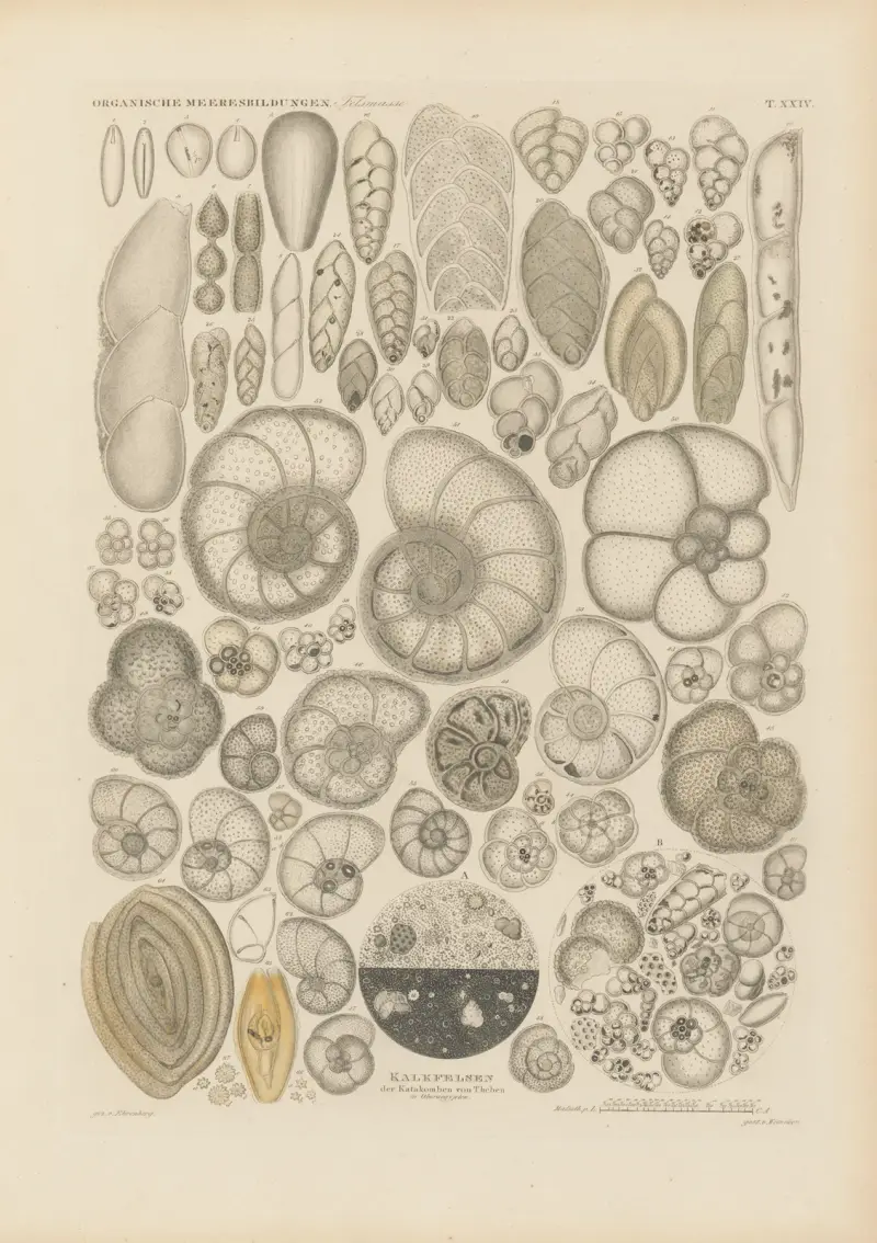 Mikrogeologie Pl.24 av Christian Gottfried Ehrenberg