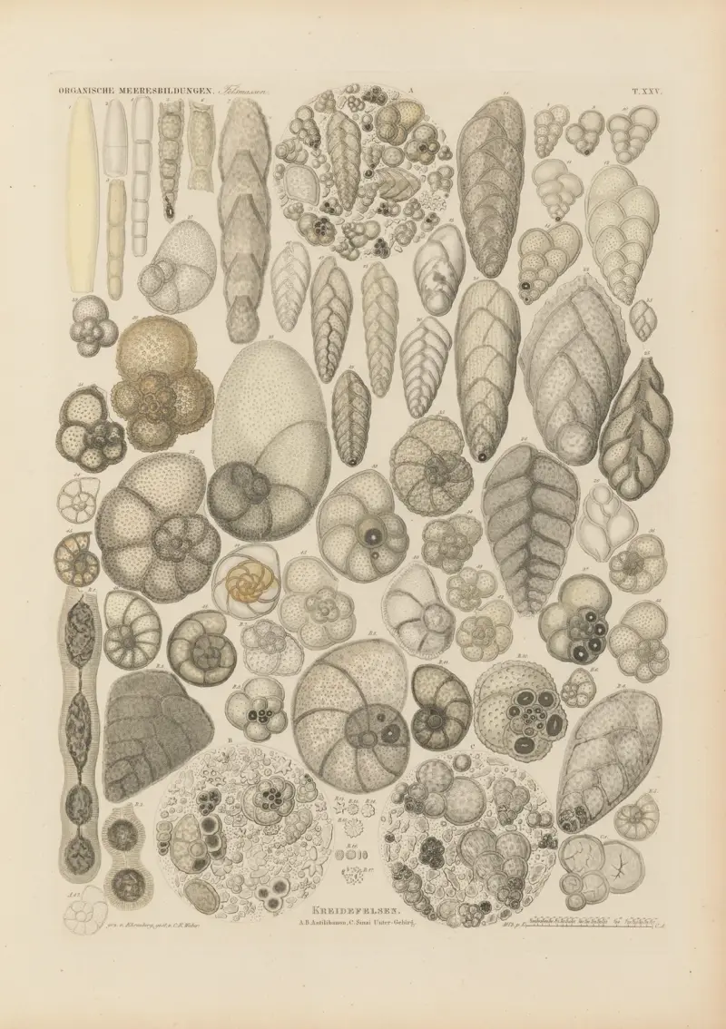 Mikrogeologie Pl.25 av Christian Gottfried Ehrenberg