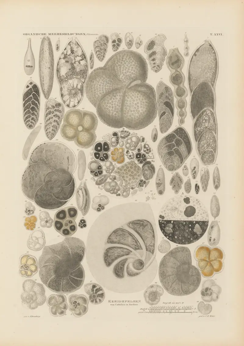 Mikrogeologie Pl.26 av Christian Gottfried Ehrenberg