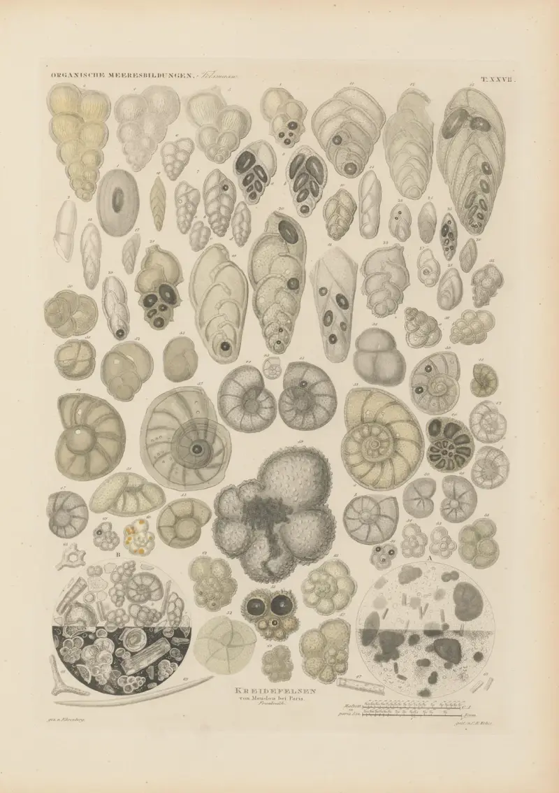 Mikrogeologie Pl.27 av Christian Gottfried Ehrenberg
