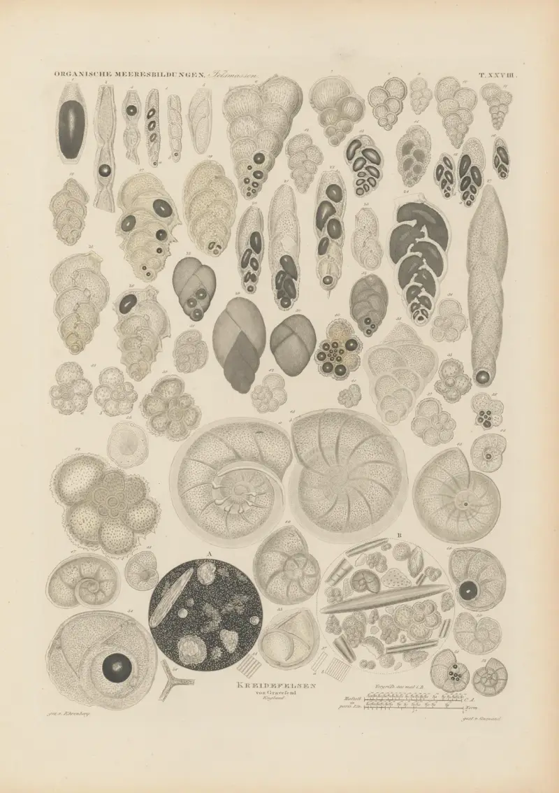 Mikrogeologie Pl.28 av Christian Gottfried Ehrenberg