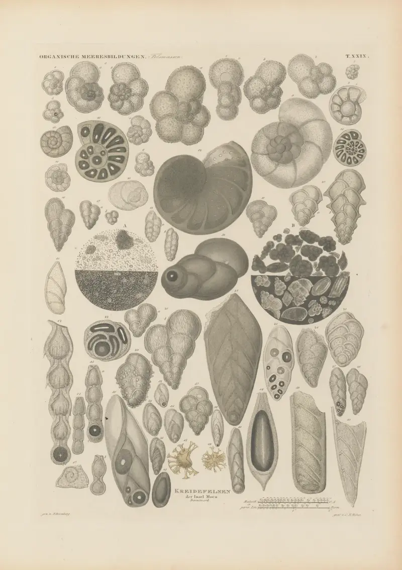 Mikrogeologie Pl.29 av Christian Gottfried Ehrenberg