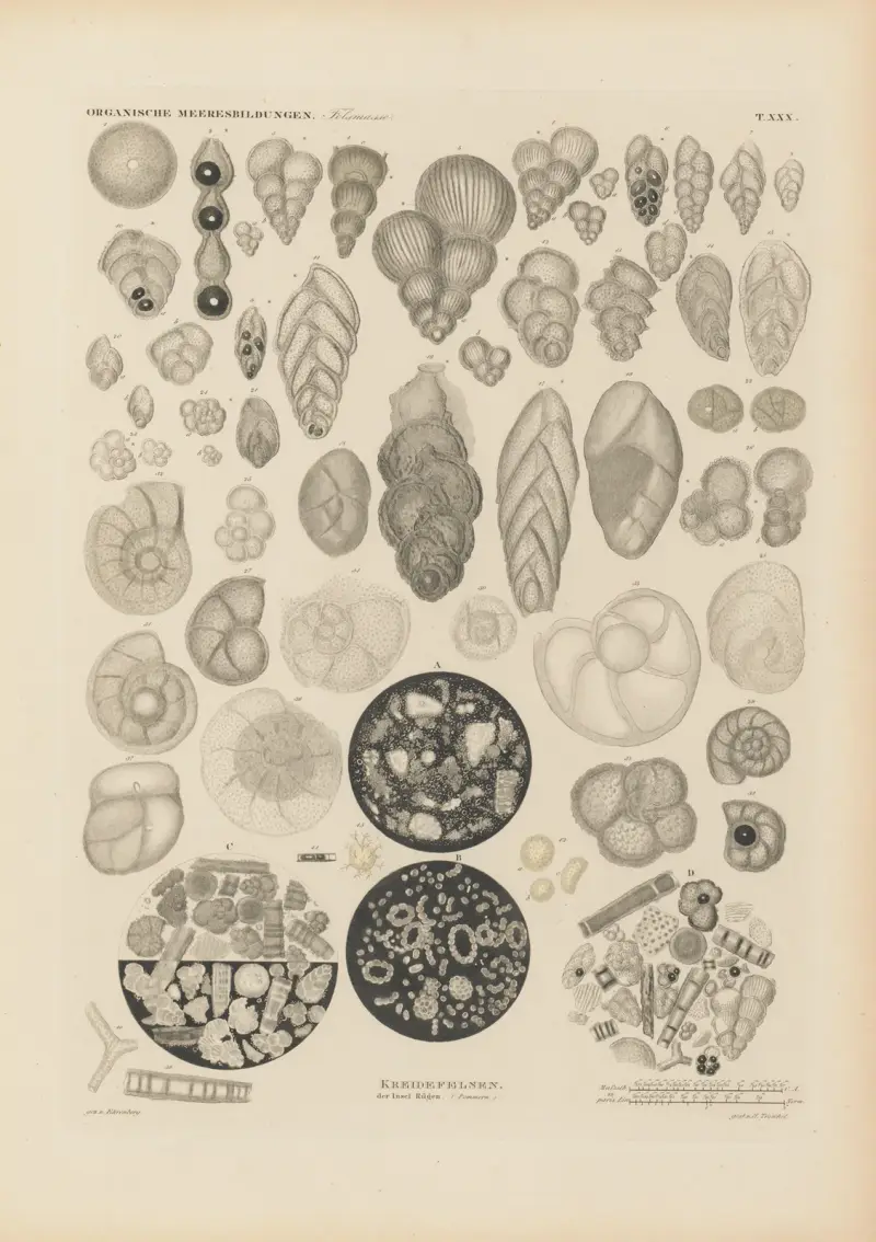 Mikrogeologie Pl.30 av Christian Gottfried Ehrenberg