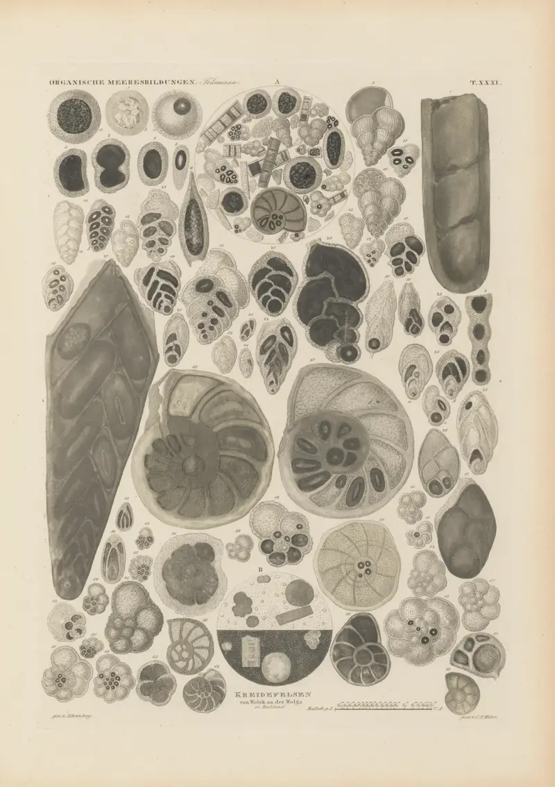 Mikrogeologie Pl.31 av Christian Gottfried Ehrenberg