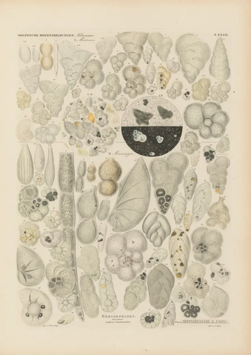 Mikrogeologie Pl.32 av Christian Gottfried Ehrenberg