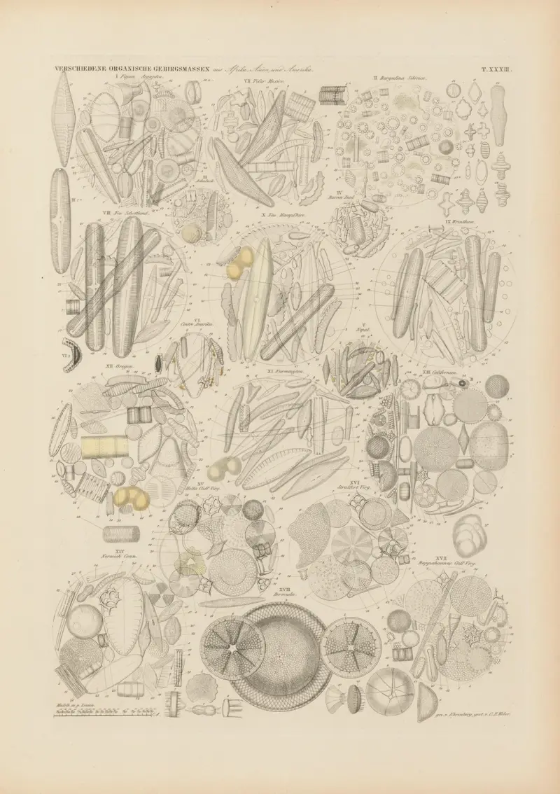Mikrogeologie Pl.33 av Christian Gottfried Ehrenberg