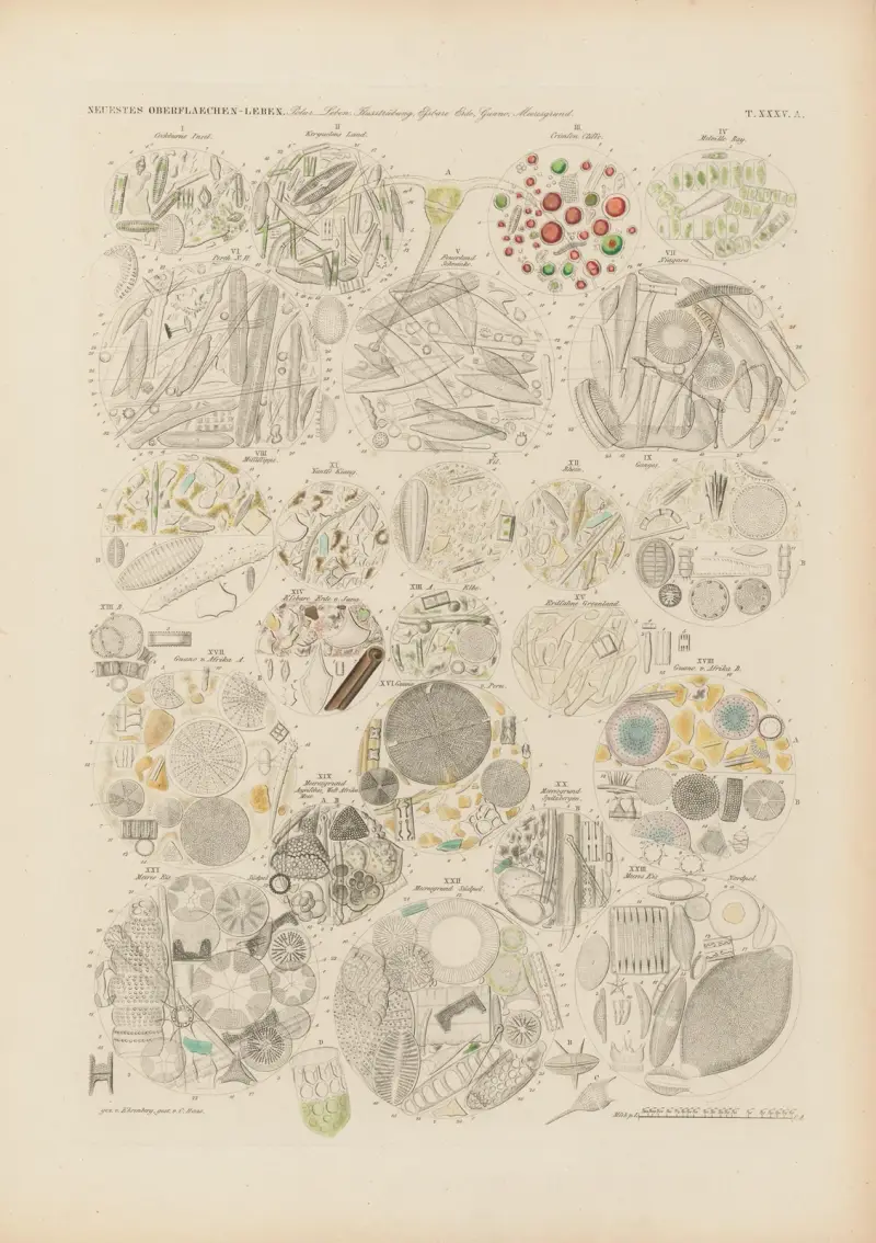 Mikrogeologie Pl.35 av Christian Gottfried Ehrenberg