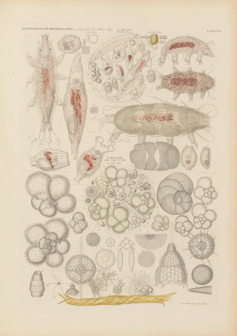 Mikrogeologie Pl.36 av Christian Gottfried Ehrenberg