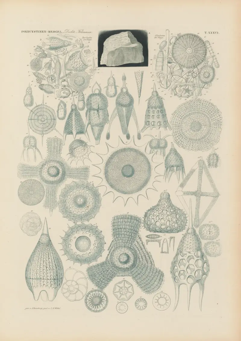 Mikrogeologie Pl.37 av Christian Gottfried Ehrenberg