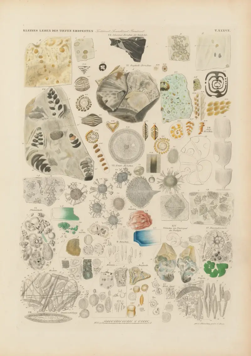 Mikrogeologie Pl.38 av Christian Gottfried Ehrenberg