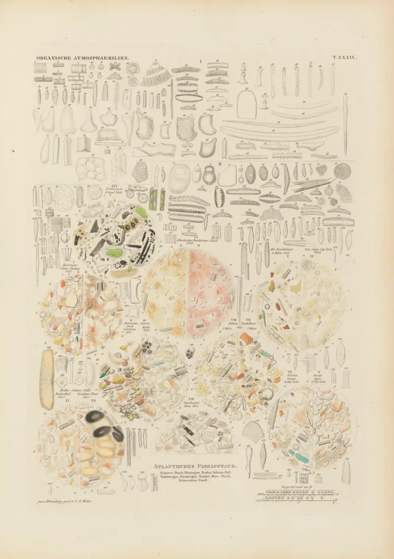 Mikrogeologie Pl.40 av Christian Gottfried Ehrenberg