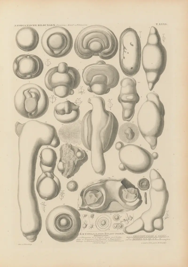 Mikrogeologie Pl.41 av Christian Gottfried Ehrenberg