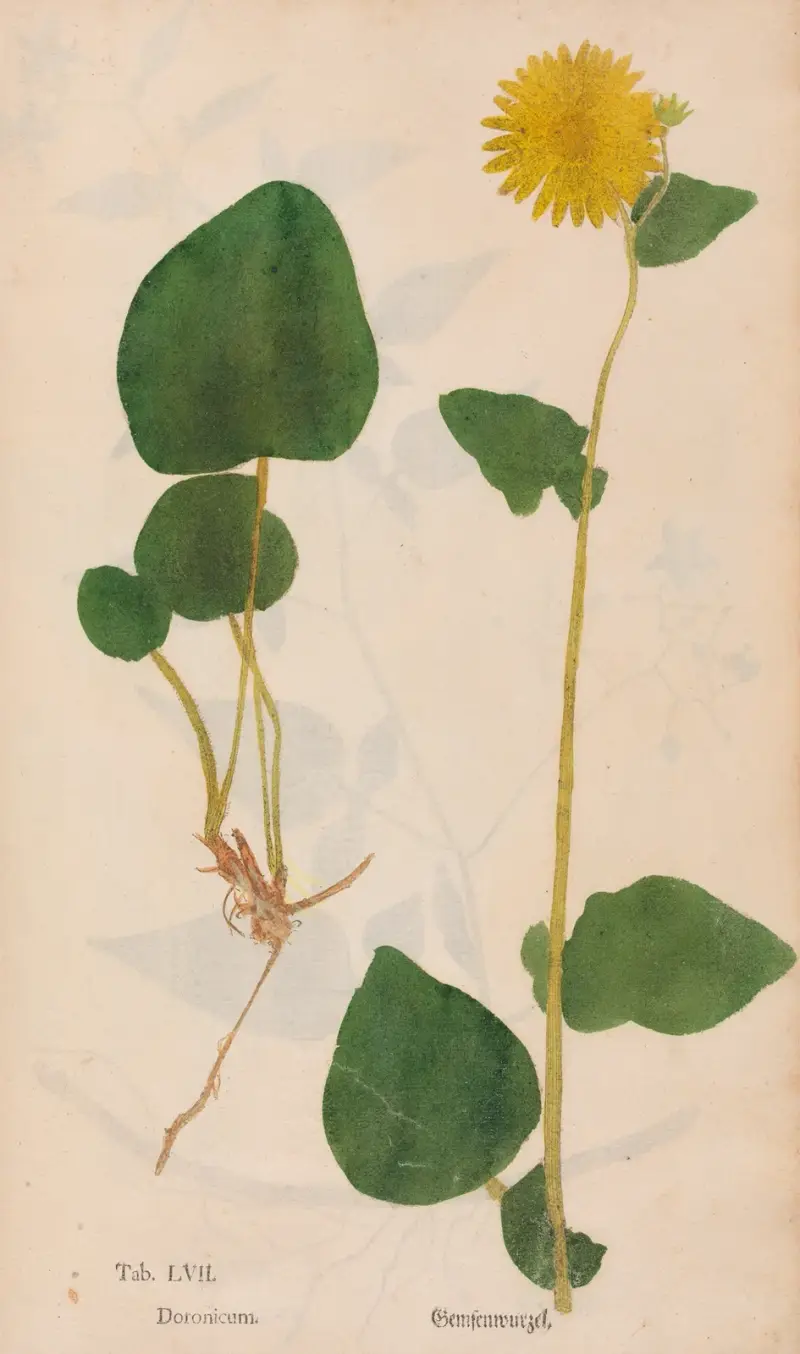 Rostlinné otisky, tab. 57, Christian Gottlieb Ludwig