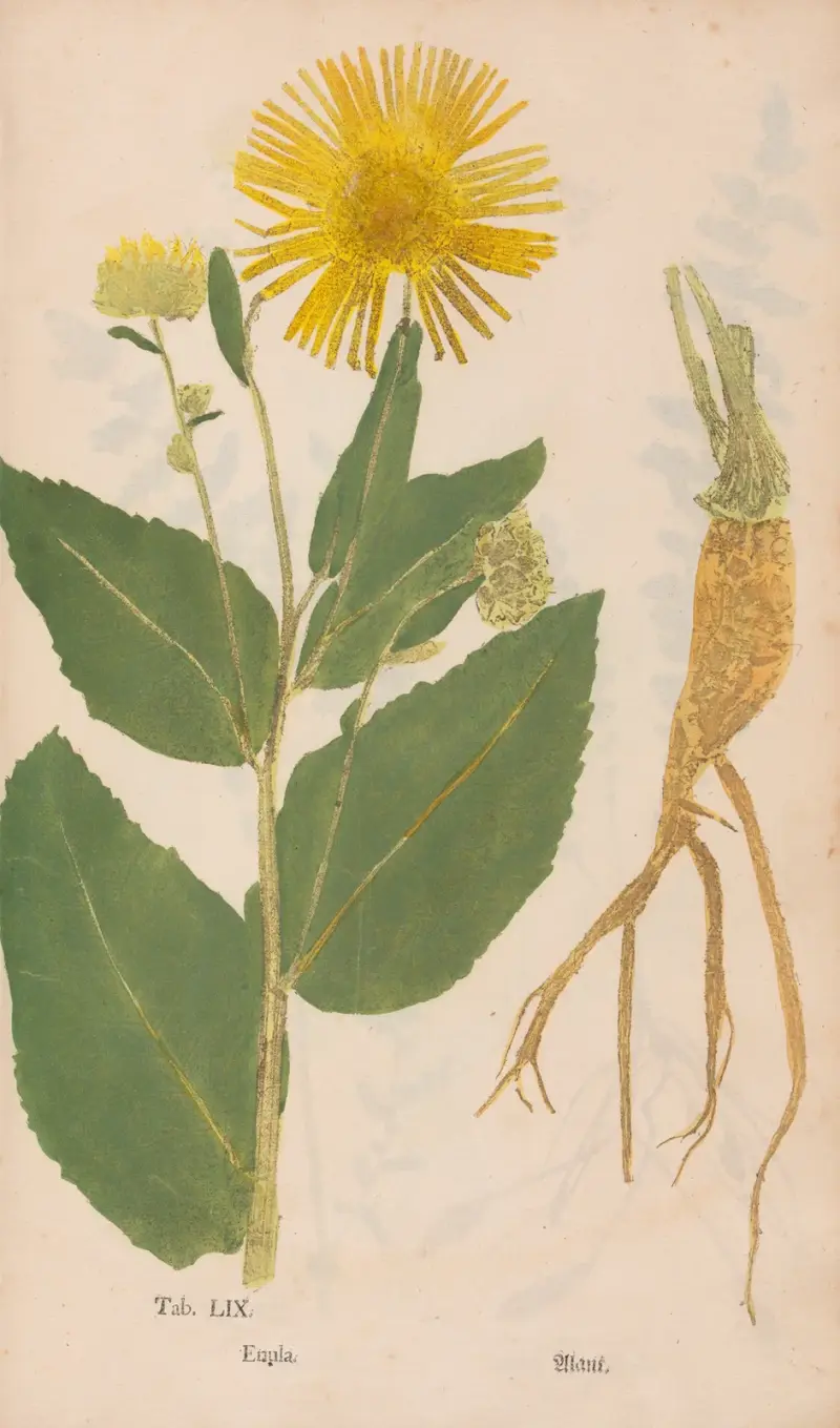 Ectypa vegetabilium Pl.059, Christian Gottlieb Ludwig
