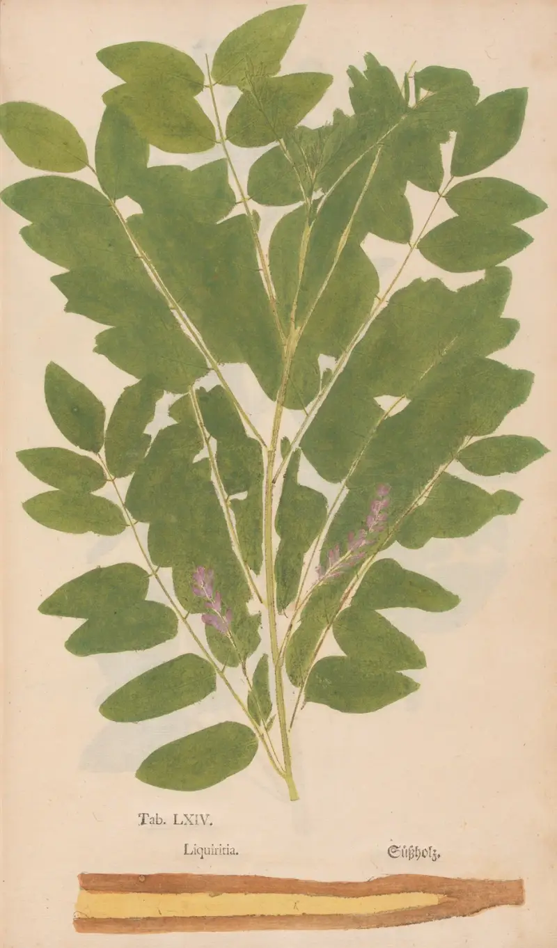 Ectypa vegetabilium Pl.064 von Christian Gottlieb Ludwig