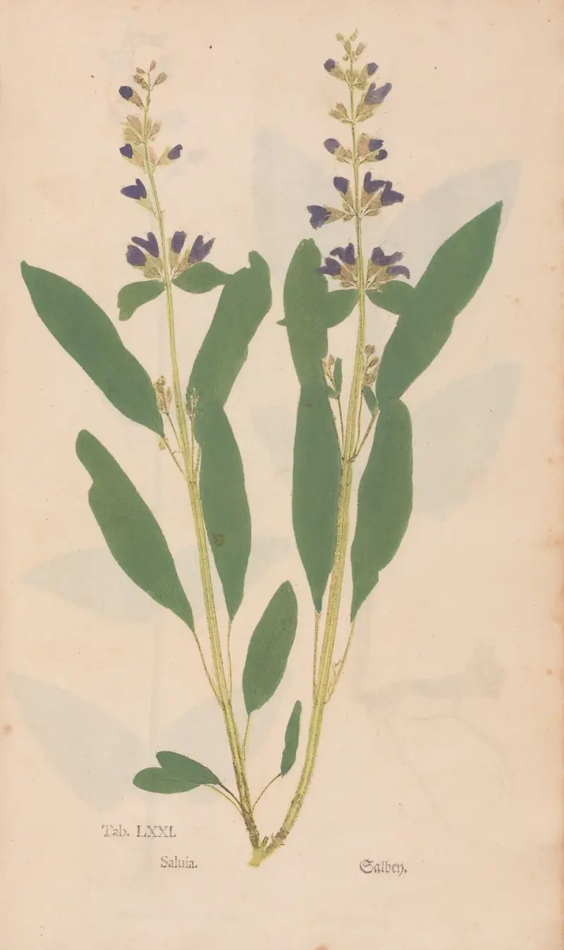 Ectypa vegetabilium Pl.071 von Christian Gottlieb Ludwig