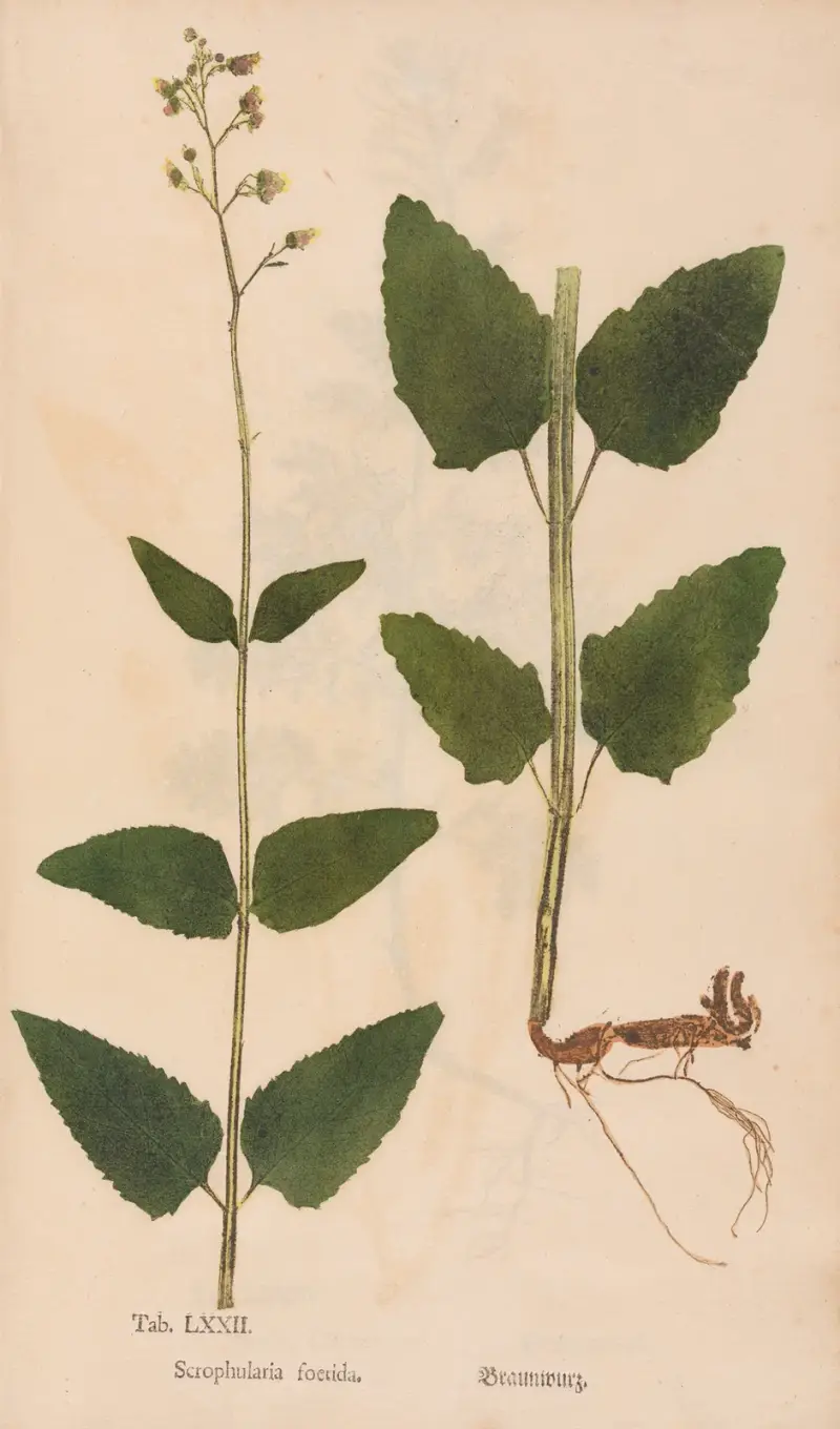 Ectypa vegetabilium Pl.072, Christian Gottlieb Ludwig