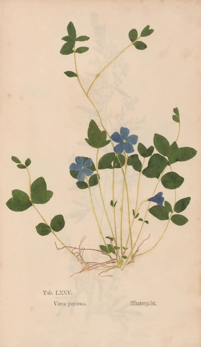 Ectypa vegetabilium Pl. 75 von Christian Gottlieb Ludwig