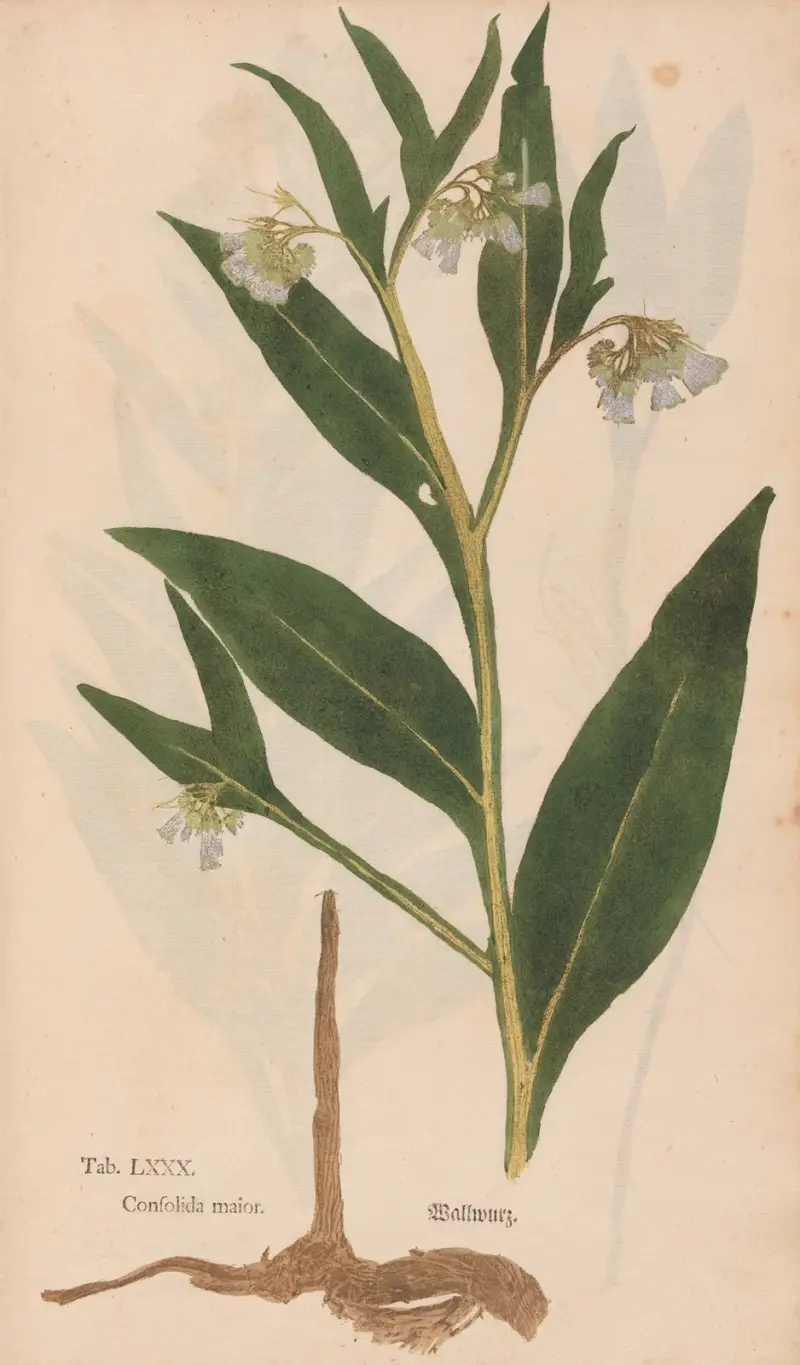 Ectypa vegetabilium Pl.080, Christian Gottlieb Ludwig