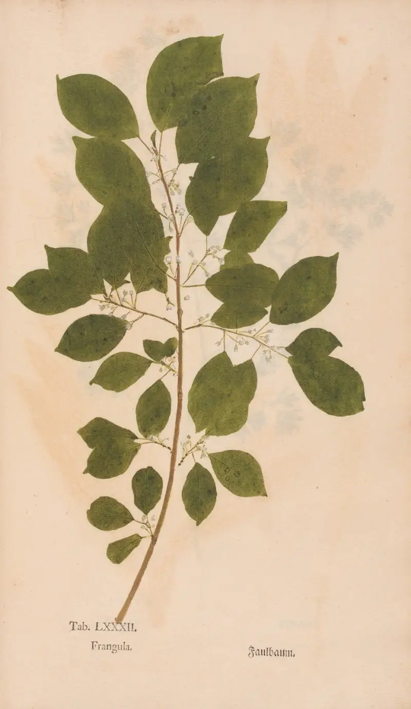 Rostlinné otisky, tab. 82, Christian Gottlieb Ludwig