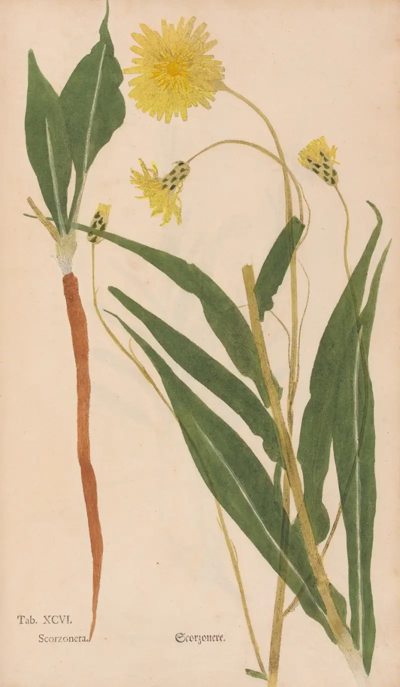Ectypa vegetabilium Pl.096 von Christian Gottlieb Ludwig