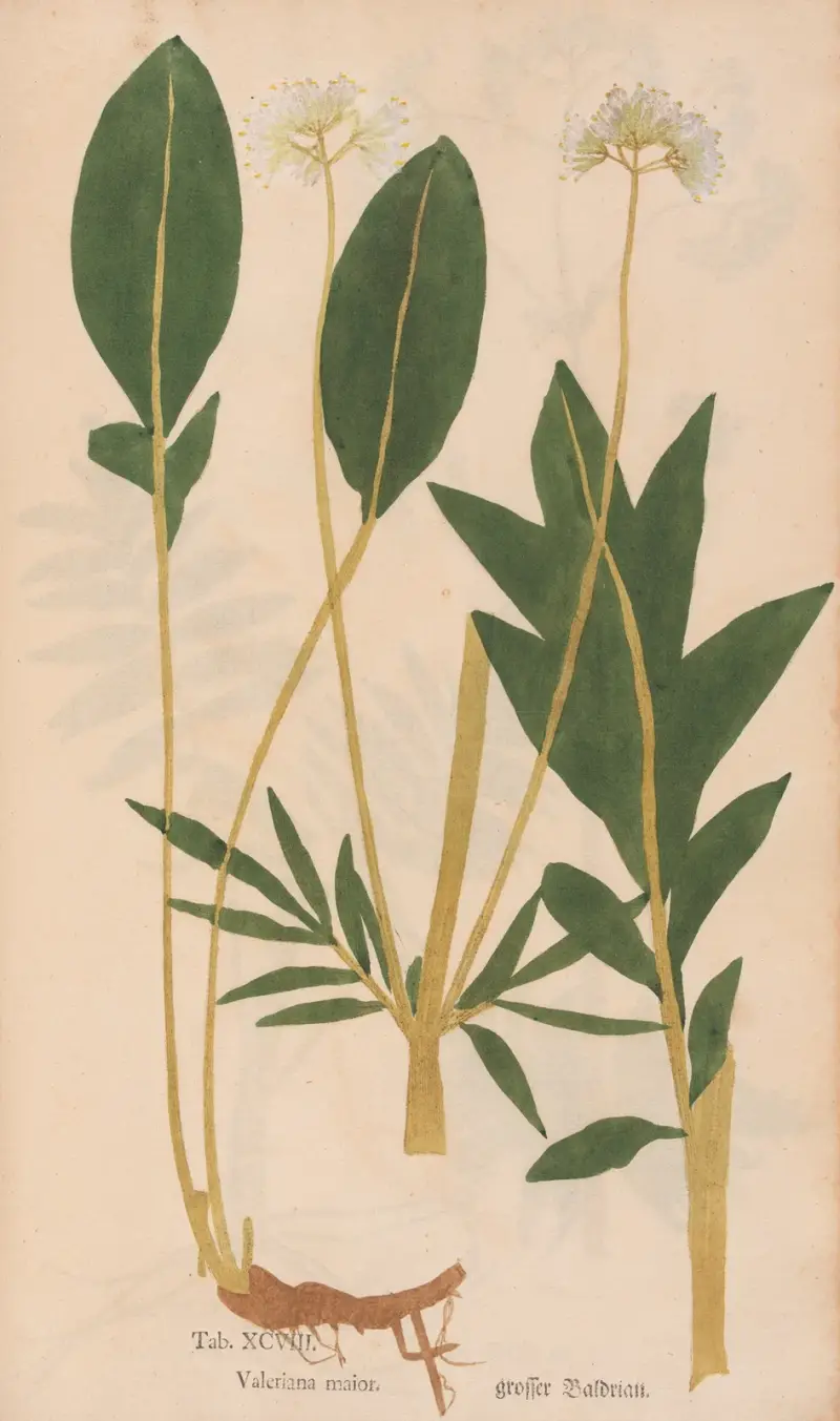 Ectypa vegetabilium Pl.098 von Christian Gottlieb Ludwig