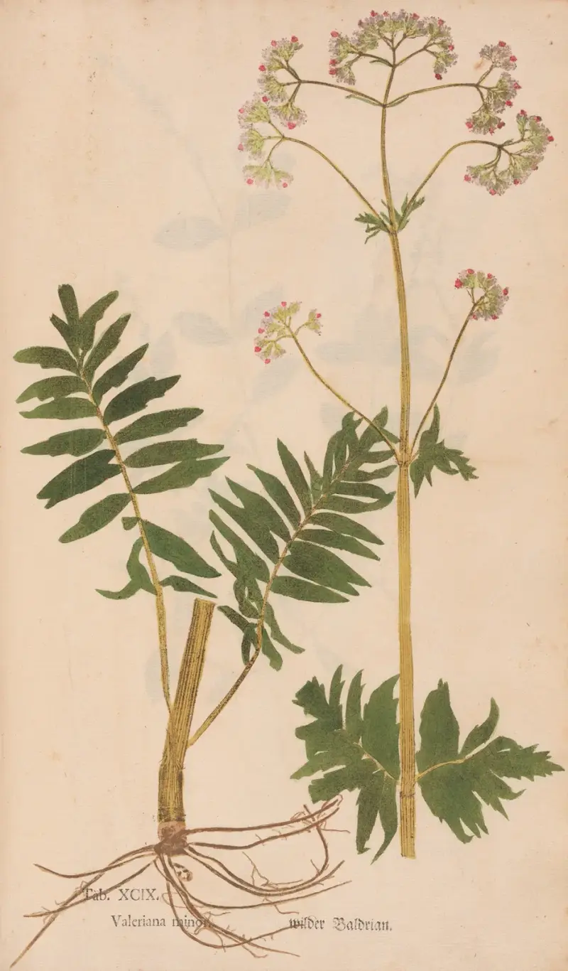 Ectypa vegetabilium Pl. 099 von Christian Gottlieb Ludwig