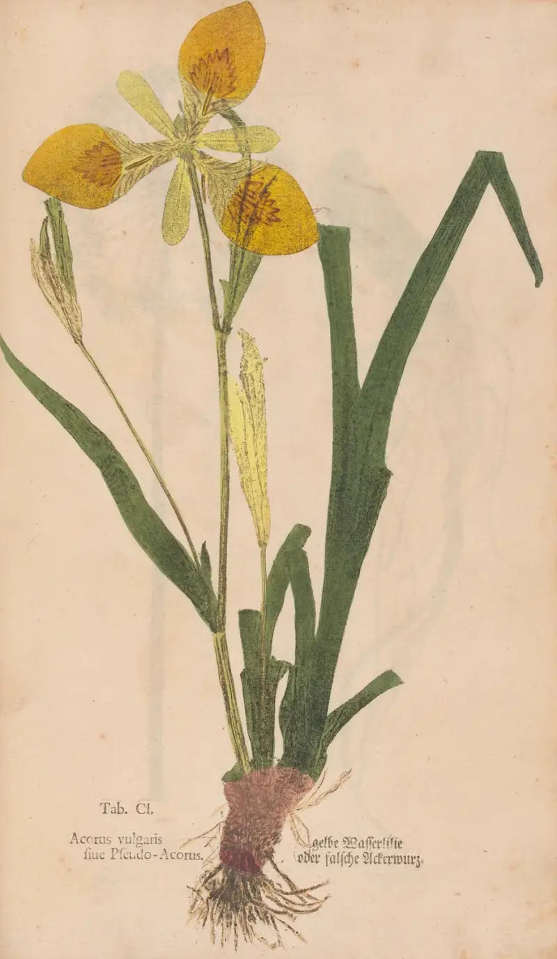 Ectypa vegetabilium Pl. 101 von Christian Gottlieb Ludwig