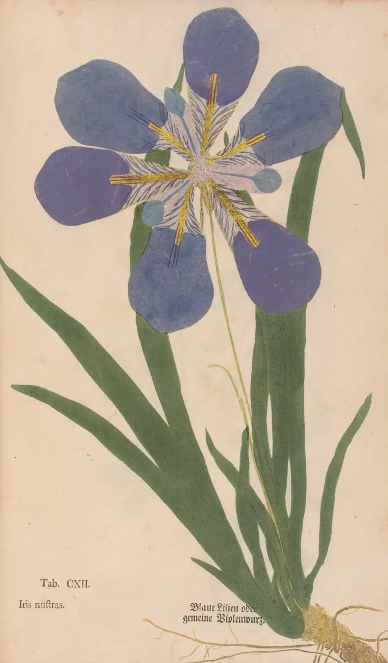 Ectypa vegetabilium Pl. 112, Christian Gottlieb Ludwig