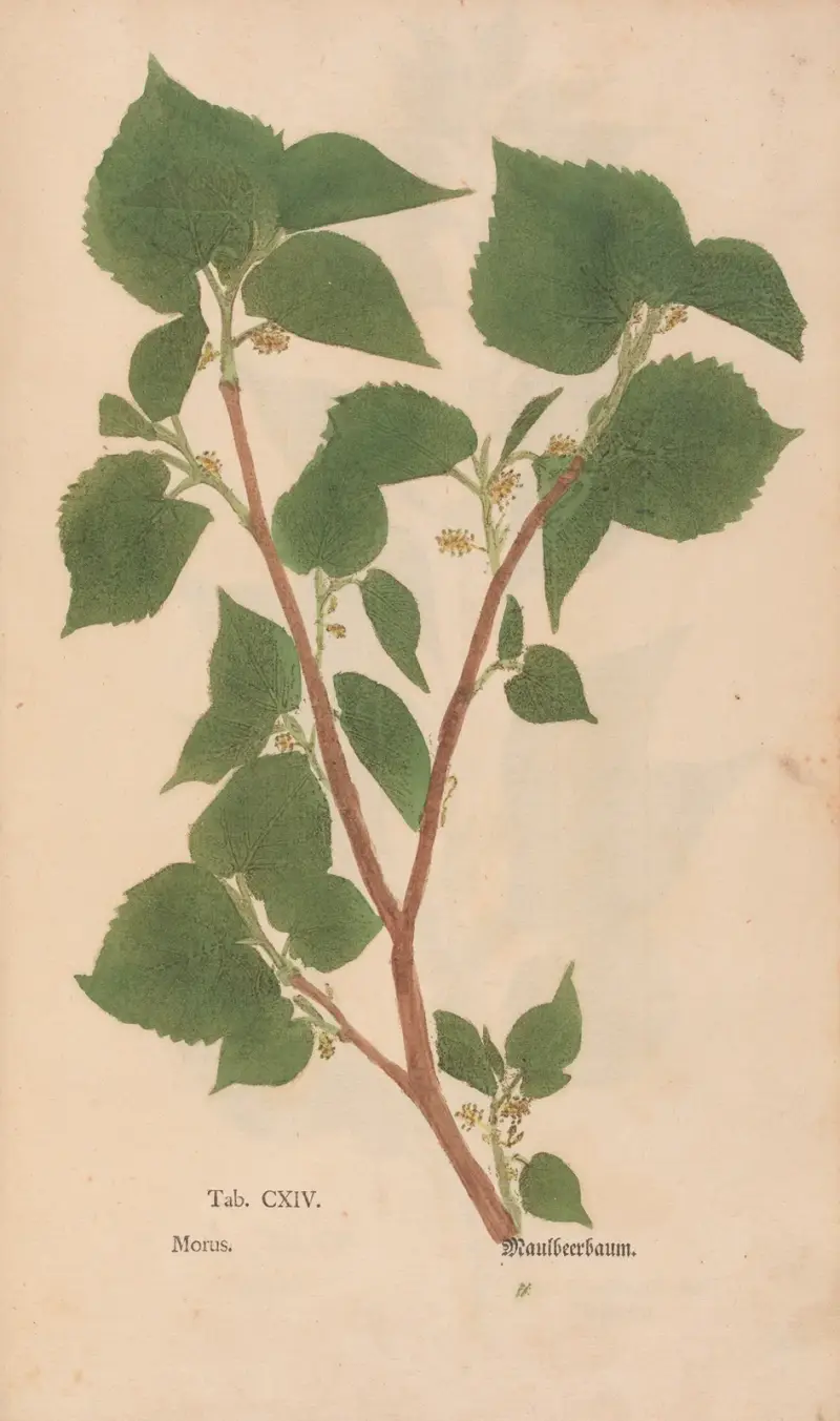 Ectypa vegetabilium Pl.114, Christian Gottlieb Ludwig