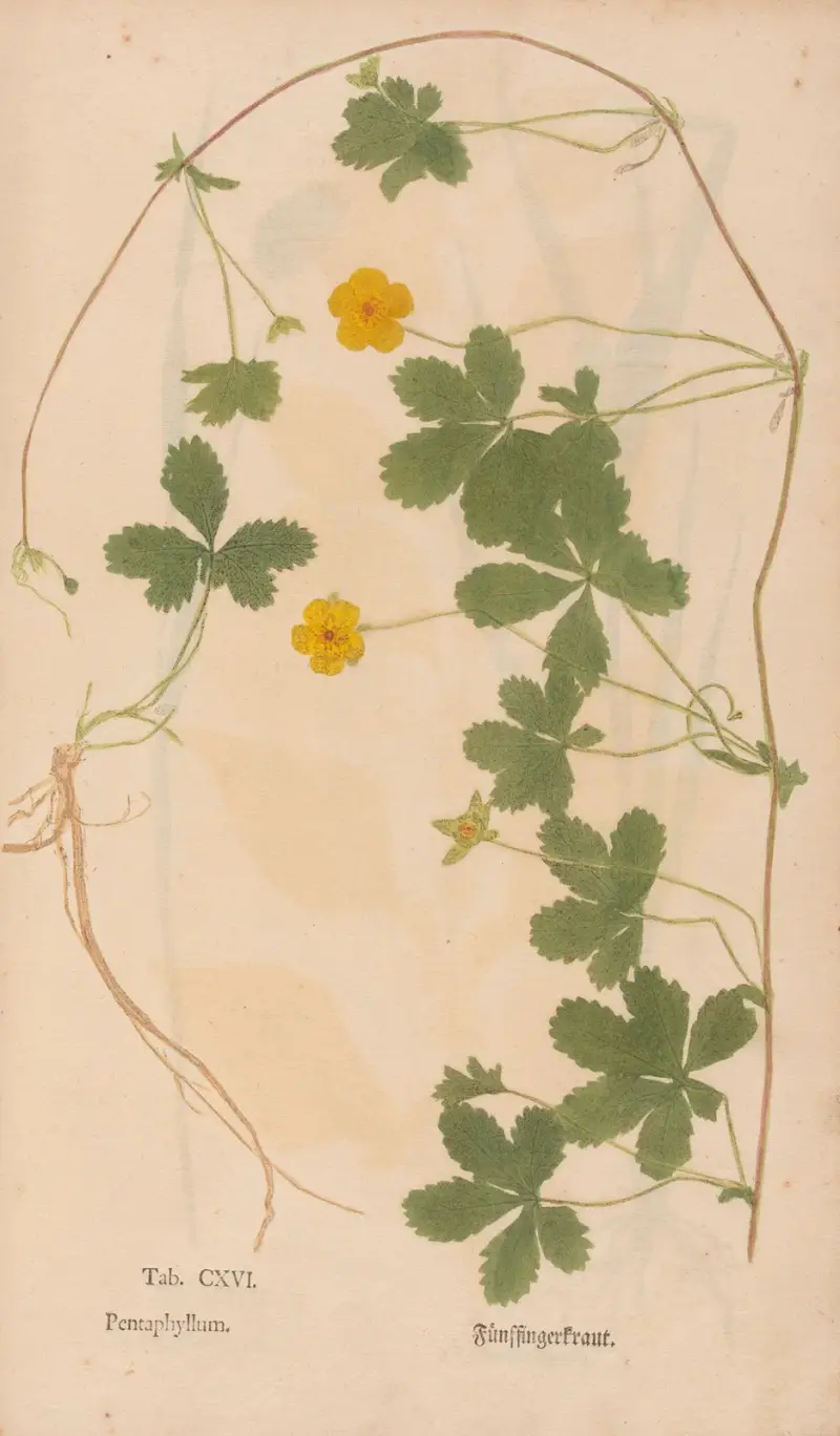 Ectypa vegetabilium Pl.116 von Christian Gottlieb Ludwig