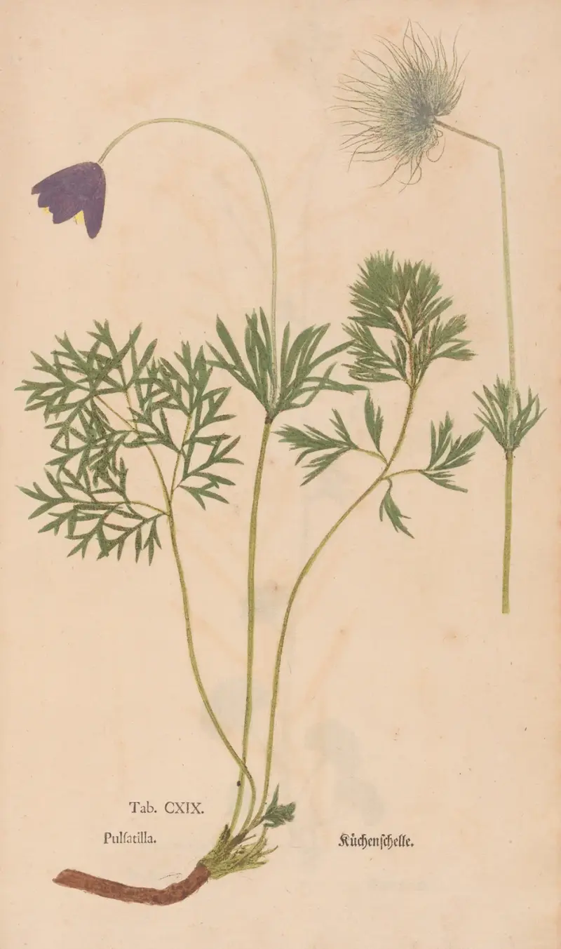 Rostlinné otisky, tab. 119, Christian Gottlieb Ludwig
