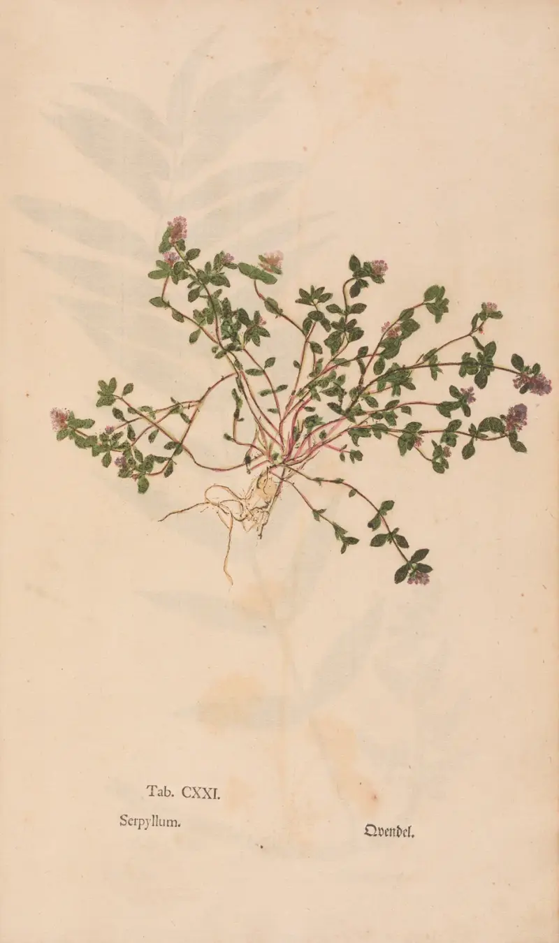 Ectypa vegetabilium Pl.121, Christian Gottlieb Ludwig