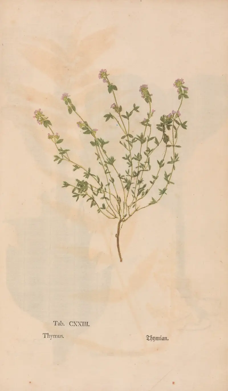 Ectypa vegetabilium Taf. 123 von Christian Gottlieb Ludwig